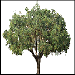 Gerrish’s Trees Library for FS2000/2 Release 3